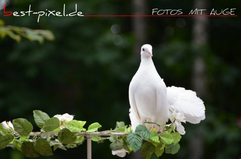 Fotografie Hochzeit 7.JPG