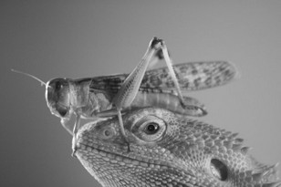 Fotografie Bartagame 11.jpg