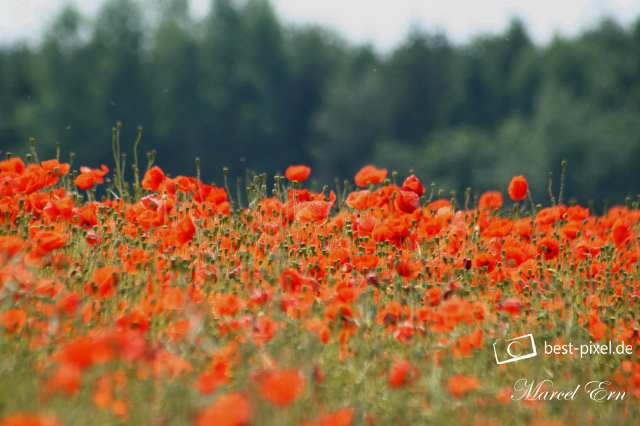 Fotografie Mohnwiese_1.jpg